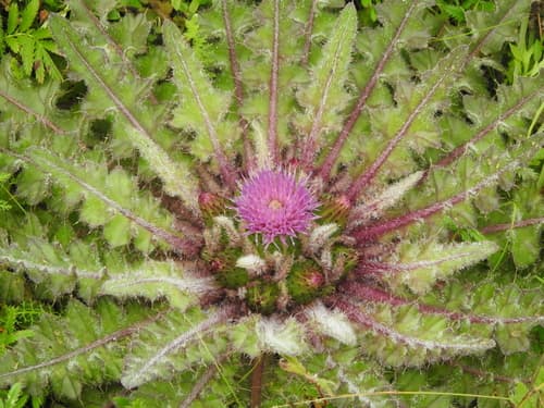 Ground Thistle