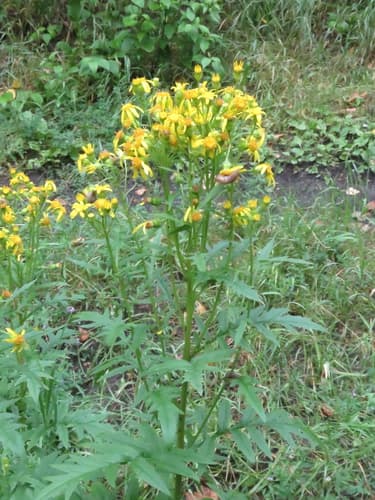 Cut-Leaved Ragwort