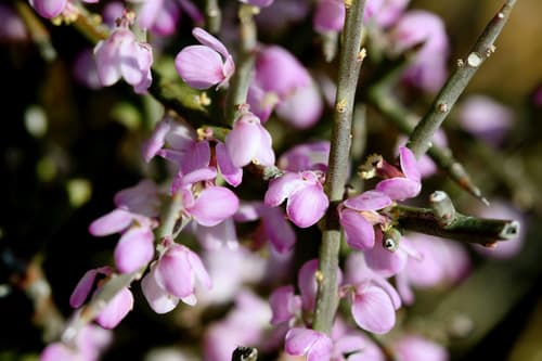 Tortoise Berry Bonsai