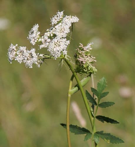 Broad-leaved Spignel
