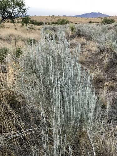 Sand Sagebrush Bonsai
