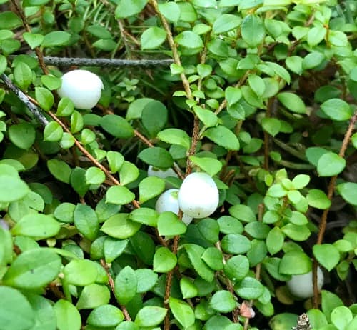 creeping snowberry