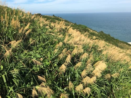 Pacific Island Silvergrass