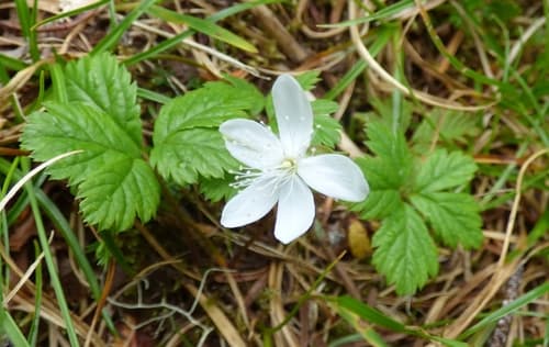 Five-leaf Dwarf Bramble Bonsai