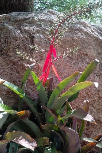 Vase Bromeliad