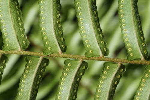 Broad Sword Fern
