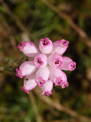 Cross-leaved Heath