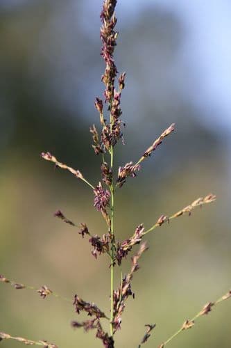 Purple Moor Grass Bonsai