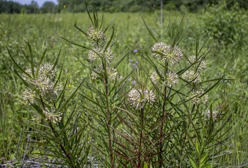 tall green milkweed
