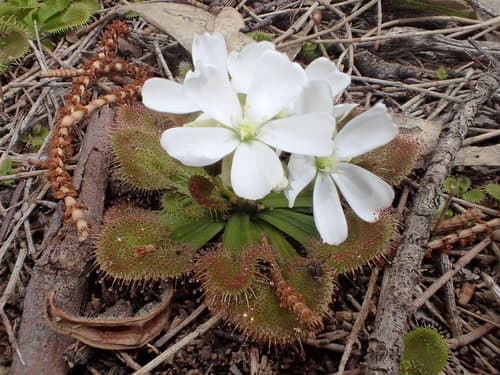 Whittaker's Sundew
