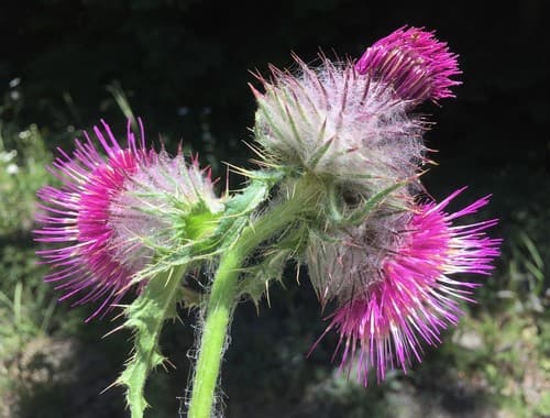 Edible Thistle