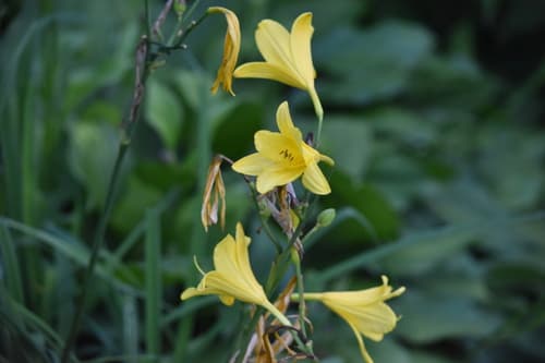 yellow daylily