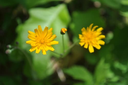 Two-flower Dwarf-dandelion