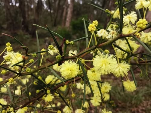 Spreading Wattle