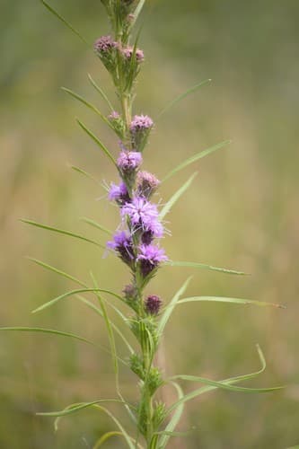 Scaly Blazing Star
