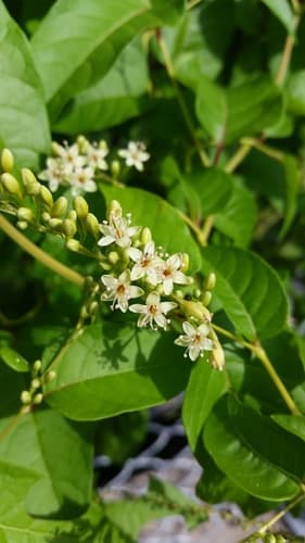 American Buckwheat Vine