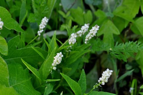 Seneca snakeroot