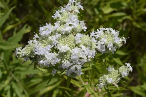 Virginia Mountain Mint