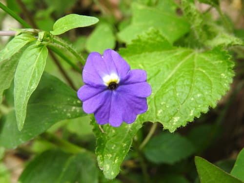 Jamaican forget-me-not