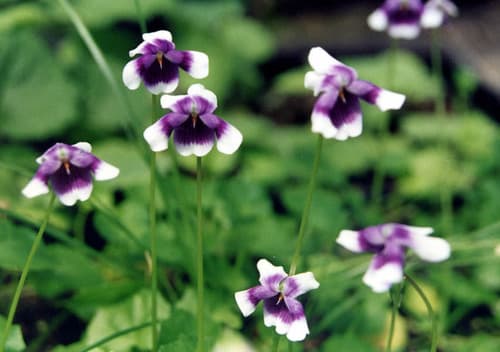 Banks' Violet