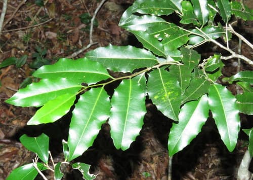 Yellow Tulipwood Bonsai
