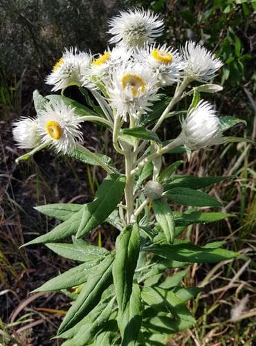White Paper Daisy Bonsai