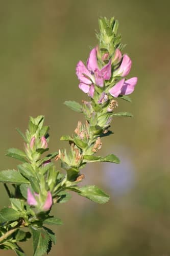 Trailing Restharrow