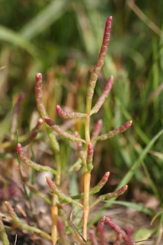 Perennial-jointed Glasswort