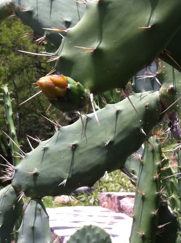 Opuntia karwinskiana Cactus Specimen