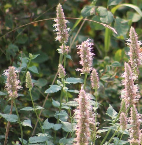 Nettle-leaf Giant Hyssop