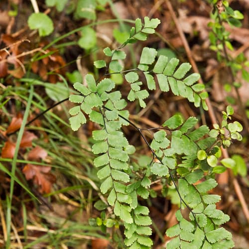 Cunningham's Maidenhair Fern