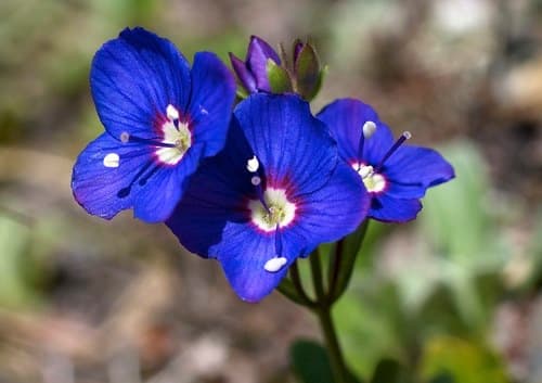 Rock Speedwell Bonsai