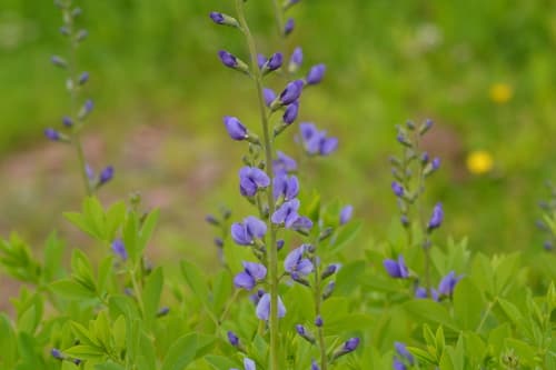 Tall Blue Wild Indigo Bonsai
