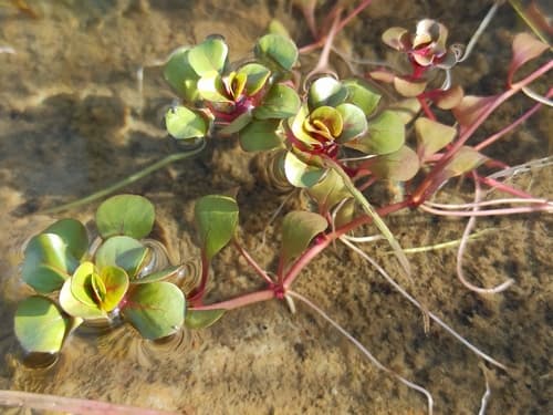 Water-purslane