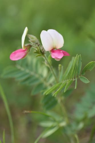Goat's Rue Bonsai
