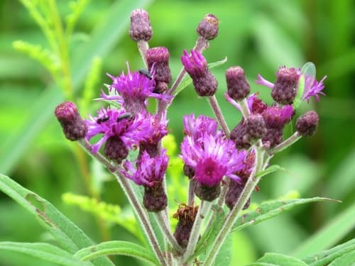 Missouri Ironweed