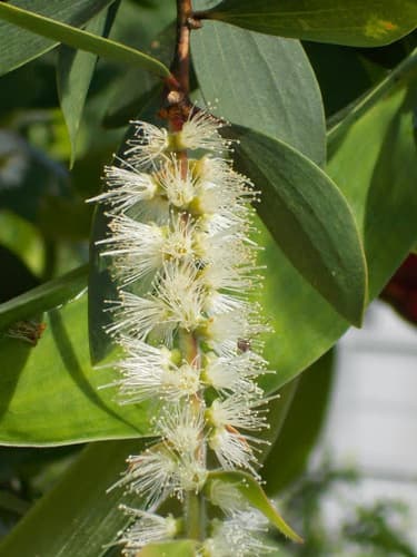 Flowering Melaleuca cajuputi Branch