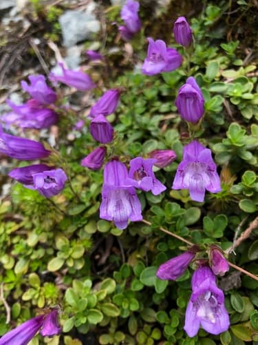 Davidson's Penstemon Bonsai
