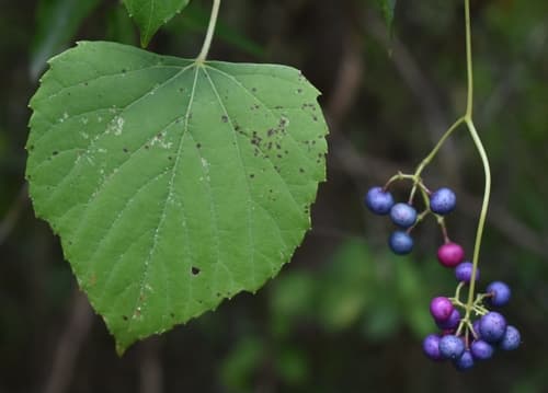 Heart Leaf Peppervine