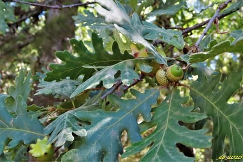 Pyrenean Oak