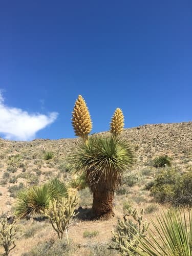 Parry's Nolina Bonsai Specimen
