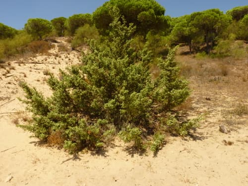 Large-fruited Juniper Shrub