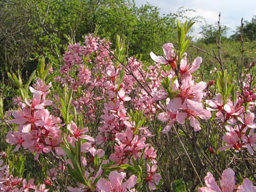 Dwarf Russian Almond
