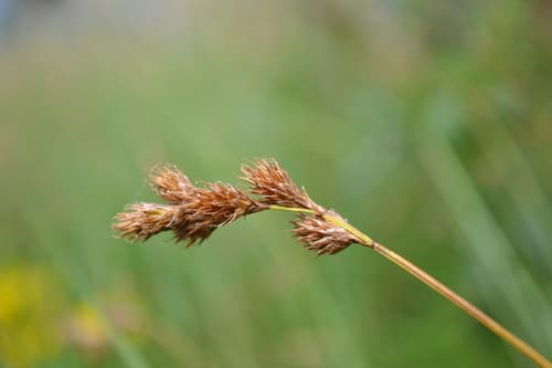 Oval Sedge