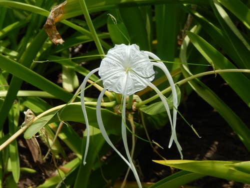 Beach Spider Lily