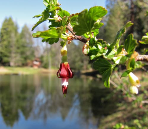 Sierra Gooseberry Bonsai