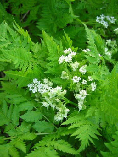 Sweet Cicely