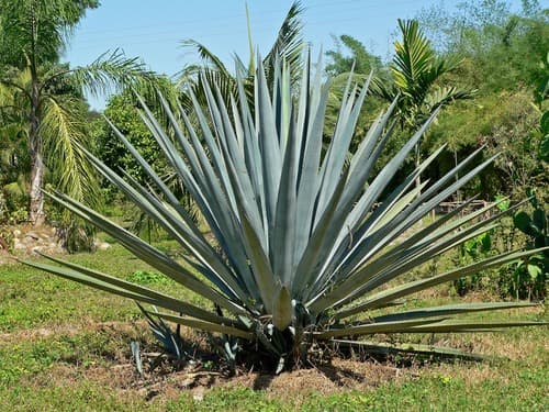 Tequila Agave