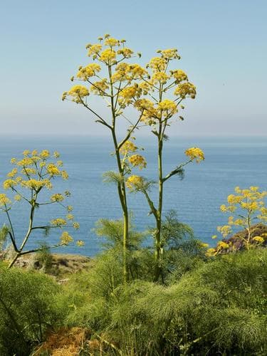 Giant Fennel Bonsai