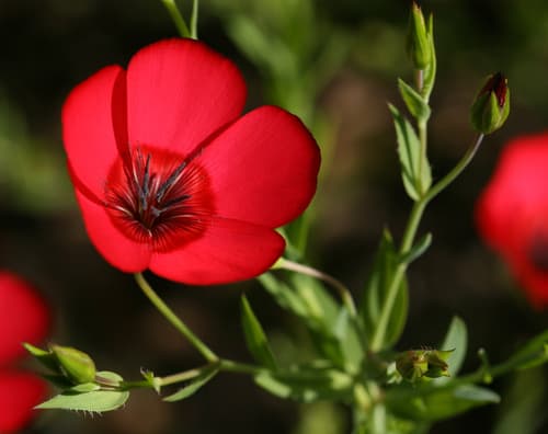 Scarlet Flax